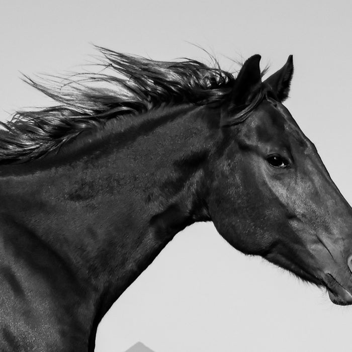 "Rider and Horse: An Exhilarating Journey of Barrel Racing Partnership"