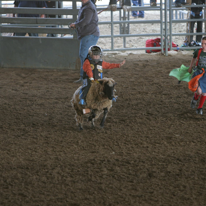 Mutton Bustin: A Growing Sport for the Youth
