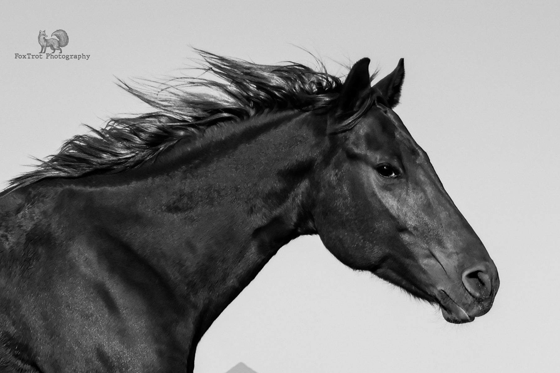 "Rider and Horse: An Exhilarating Journey of Barrel Racing Partnership"