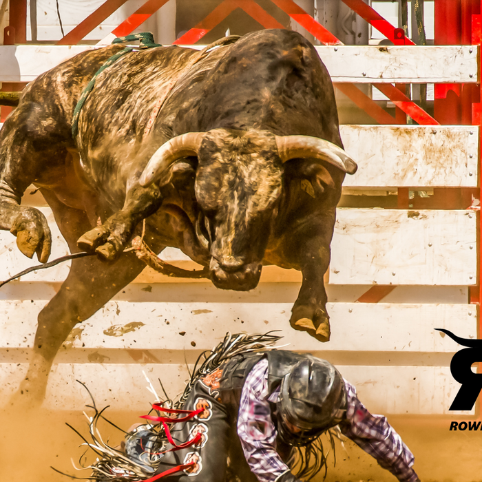 Bull Riding has Become a Highly Popular and Competitive Sport