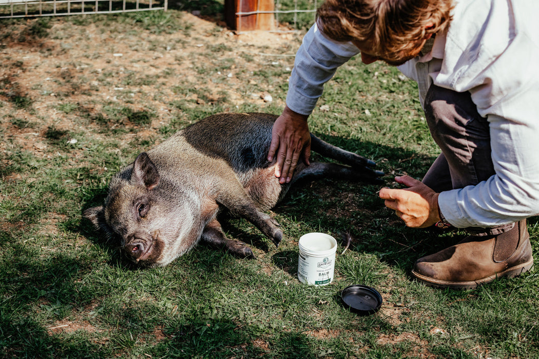 Show Off Udderly Amazing Balm